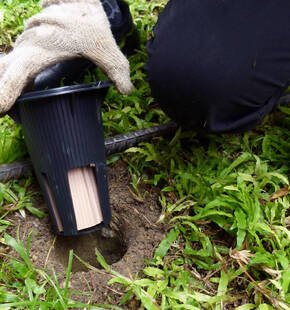 How Much Does Termite Treatment Cost in Sydney? (2026 Guide)