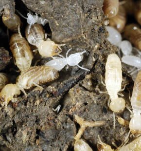 How to Tell If You Have Termites — the Early Warning Signs Sydney Homeowners Should Watch For