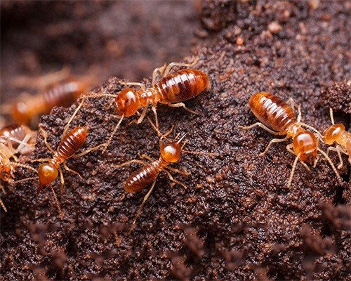 Termite Prevention Sydney