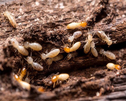 Termite Barrier Sydney