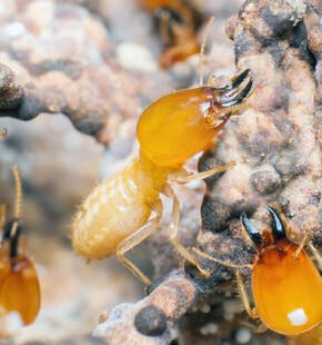 Subterranean vs Drywood Termites — What Sydney Homeowners Actually Face